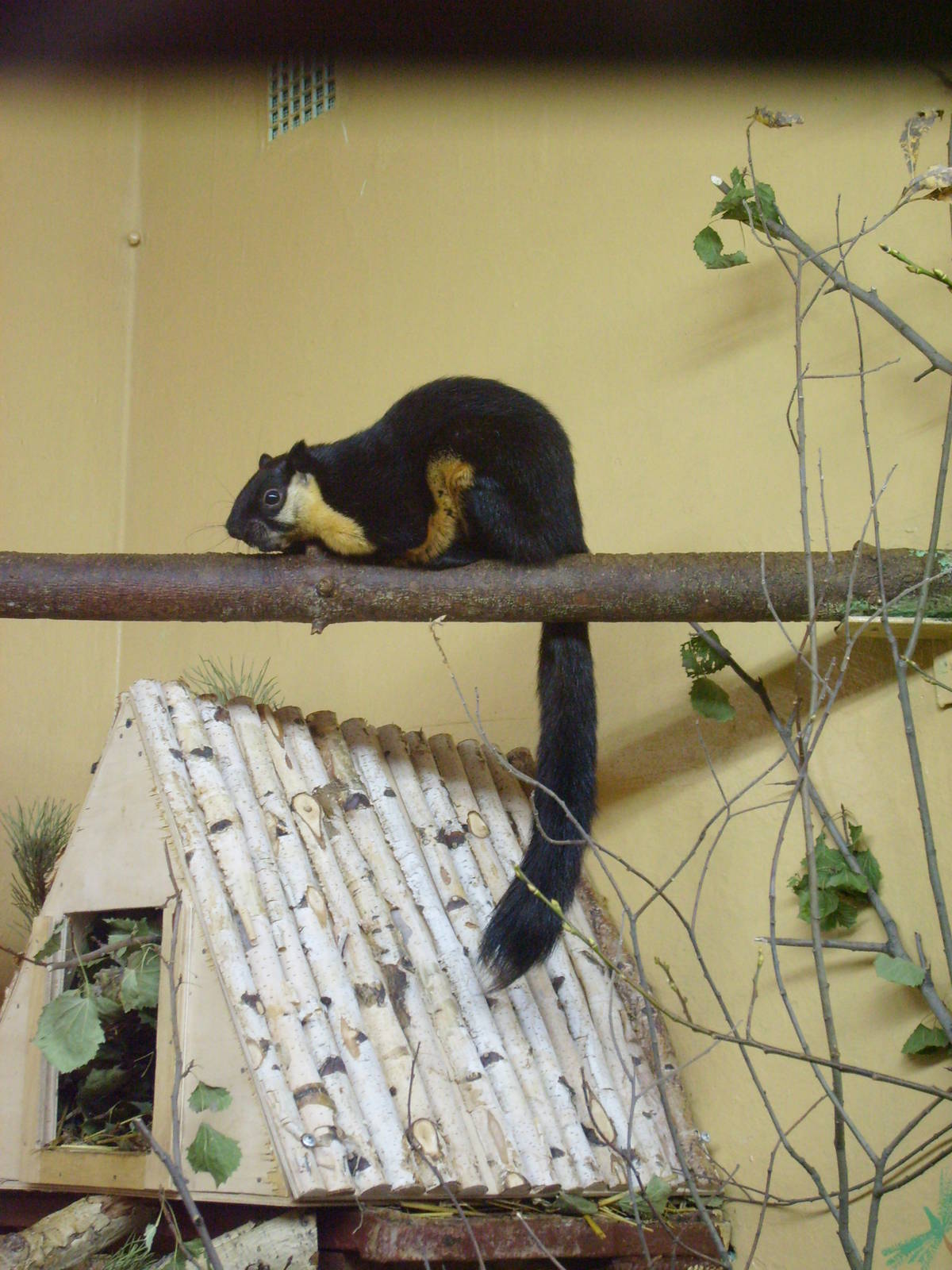 Malayan giant squirrel/Ratufa bicolor