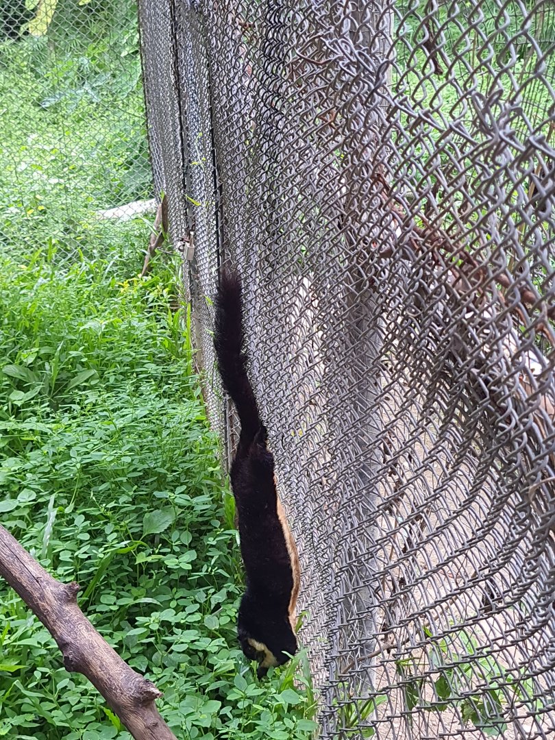 Malayan Giant Squirrel