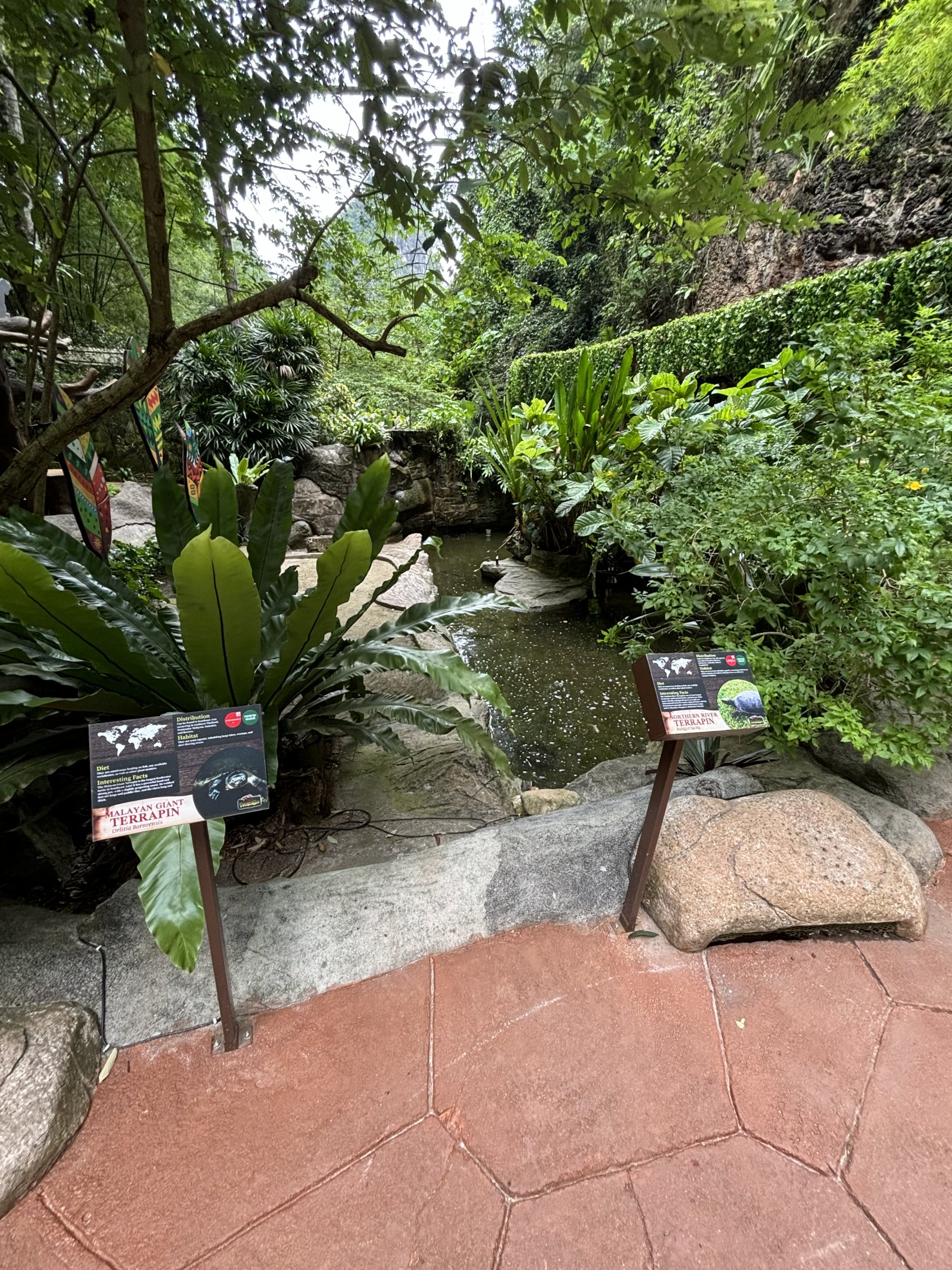 Malayan Giant Terrapin + Northern River Terrapin Exhibit - Lost World of Tambun