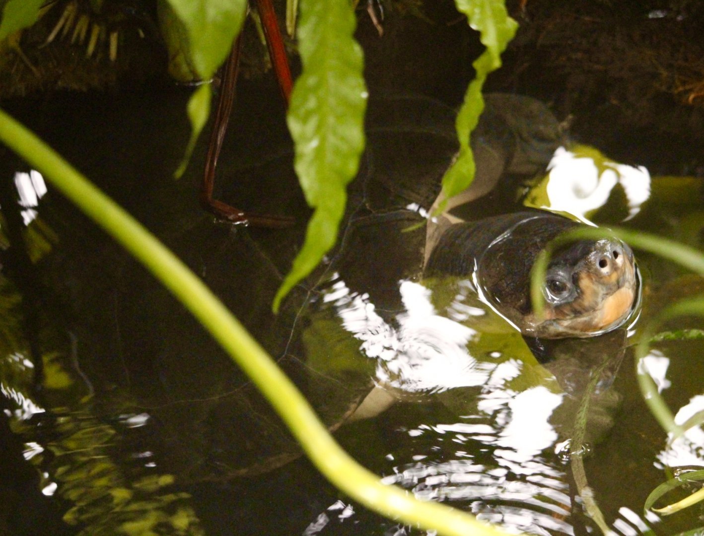 Malayan Giant Turtle (Orlitia borneensis)