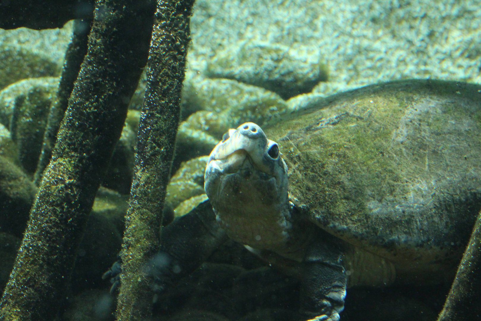 Malayan Giant Turtle