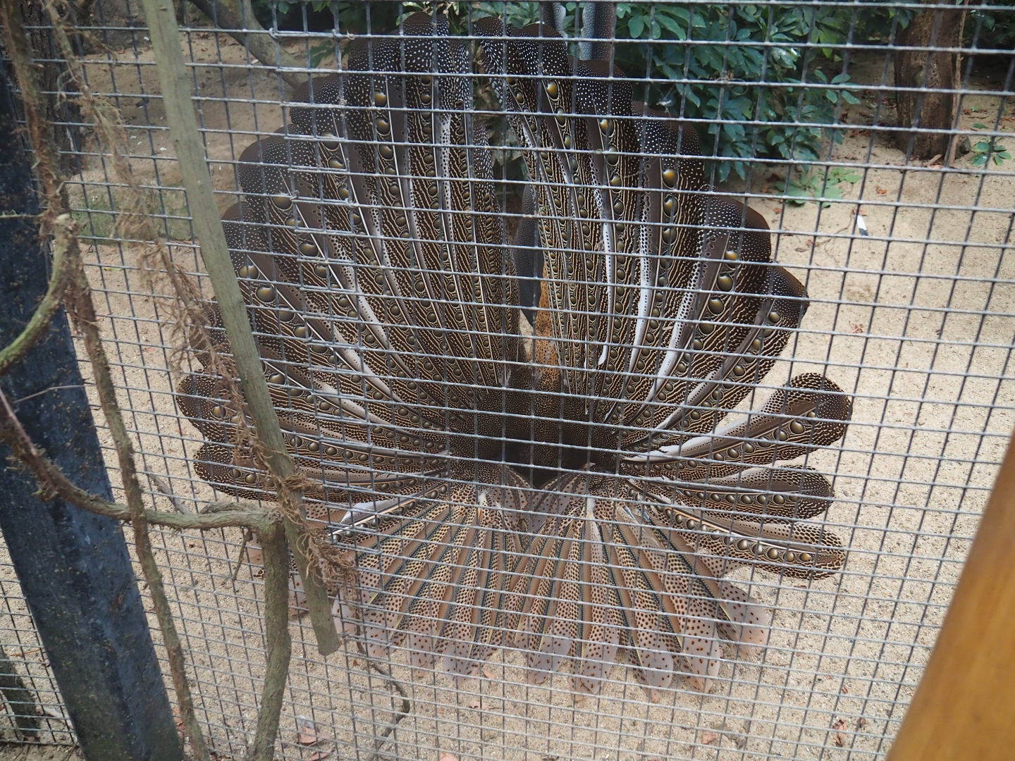 Malayan great argus (Argusianus argus argus) displaying (Jan 20th, 2019)