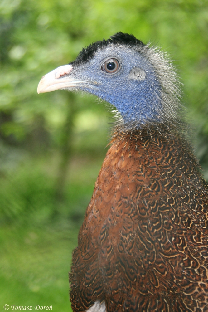 Malayan Great Argus (Argusianus argus argus)