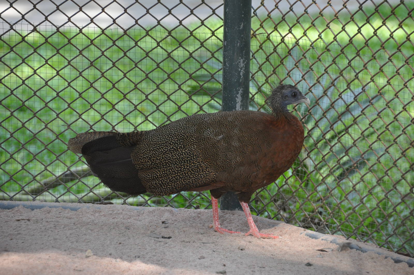 Malayan great argus/ Argusianus argus argus