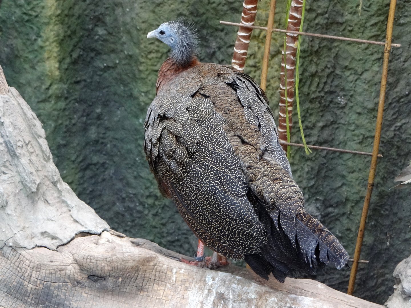 Malayan Great Argus (Argusianus argus argus)