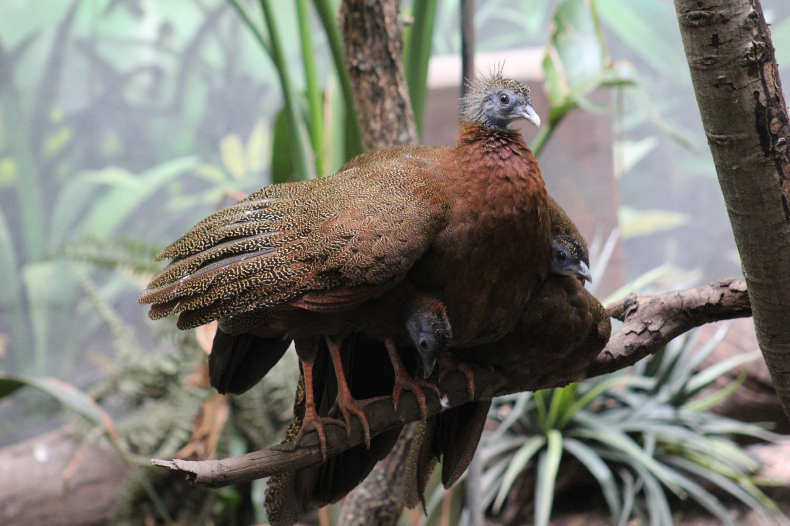 Malayan Great Argus Chicks