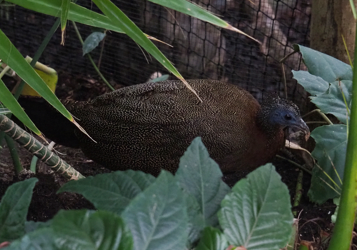 Malayan great argus pheasant (Argusianus argus argus), 2020-09-03