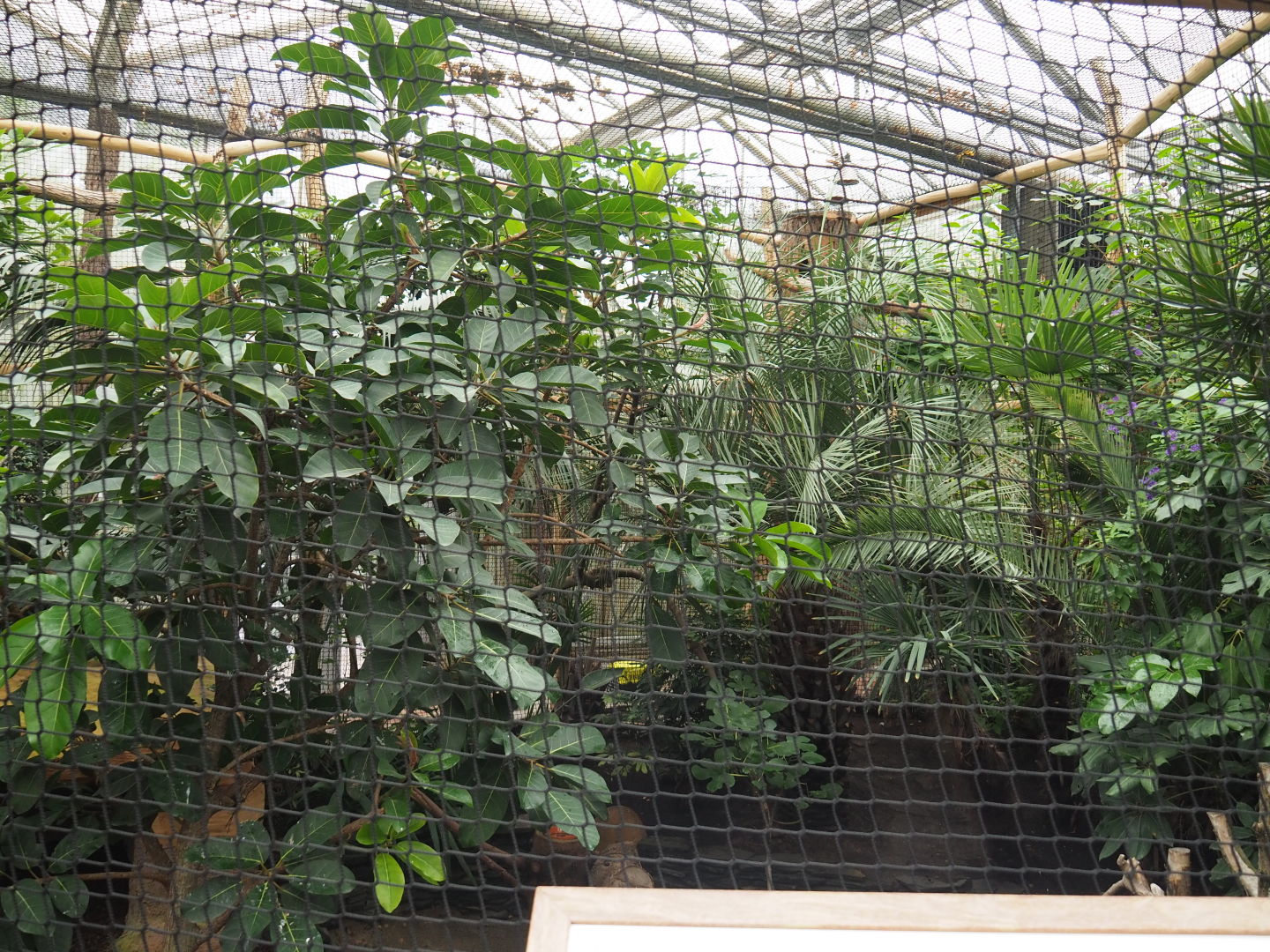 Malayan great argus pheasant aviary, 2020-09-03
