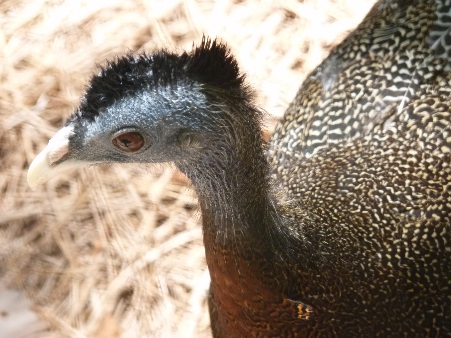 Malayan Great Argus pheasant