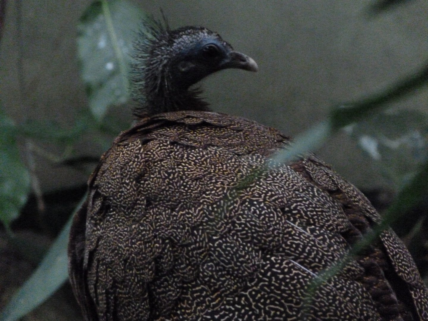 Malayan great argus -Zoo Praha (2025)