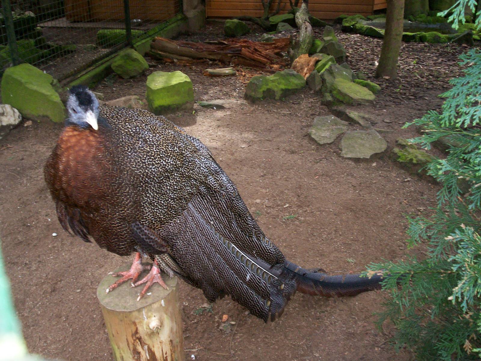 Malayan greater argus pheasanr at Edinburgh zoo
