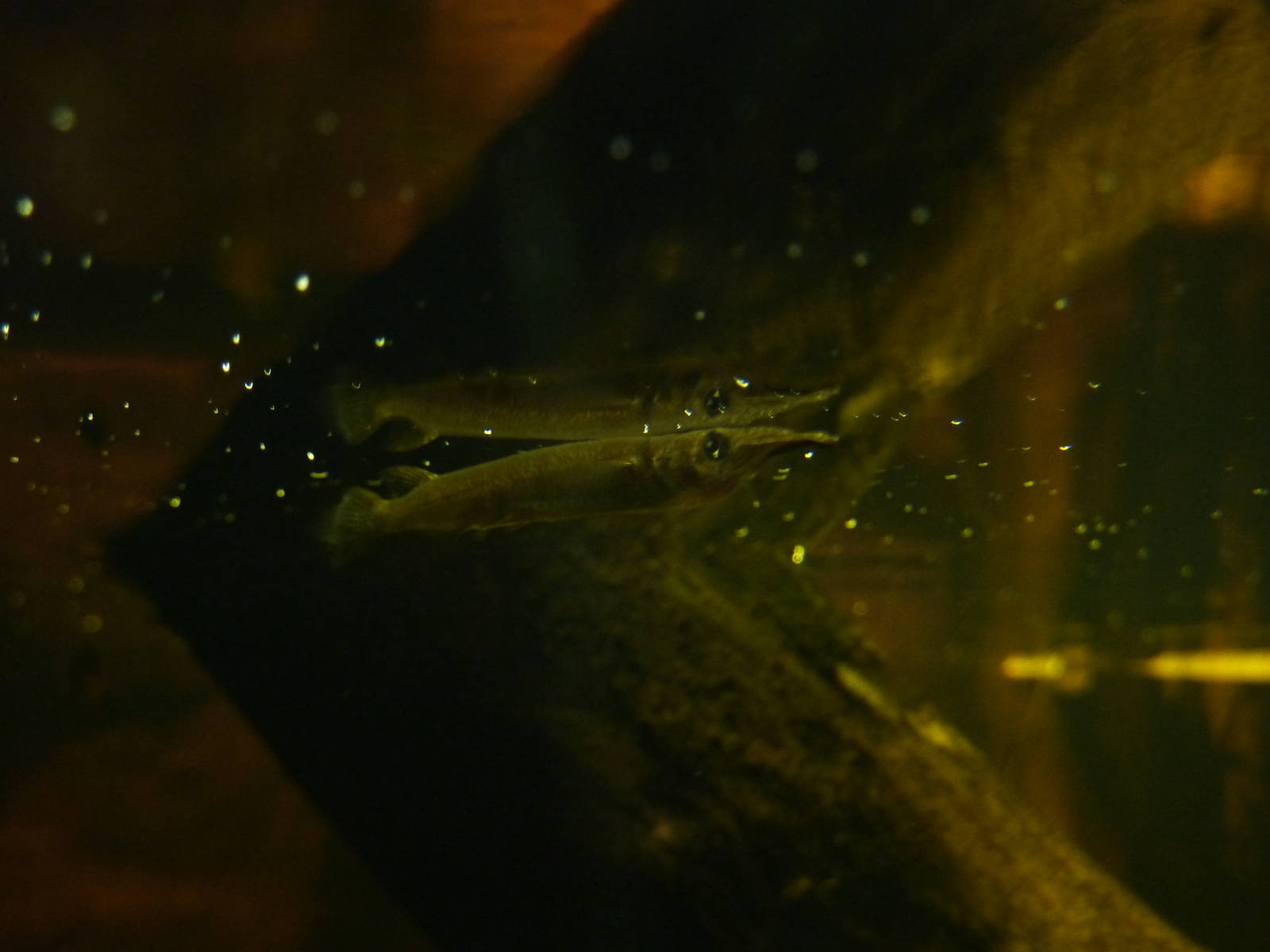 Malayan halfbeak, 30th September 2012.