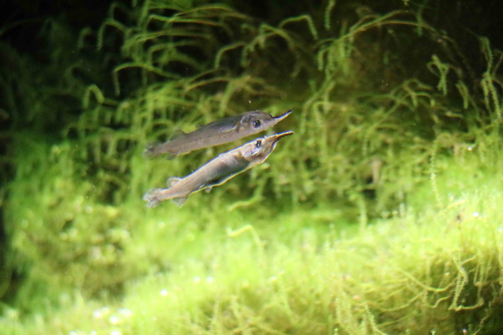 Malayan halfbeak, February 2016
