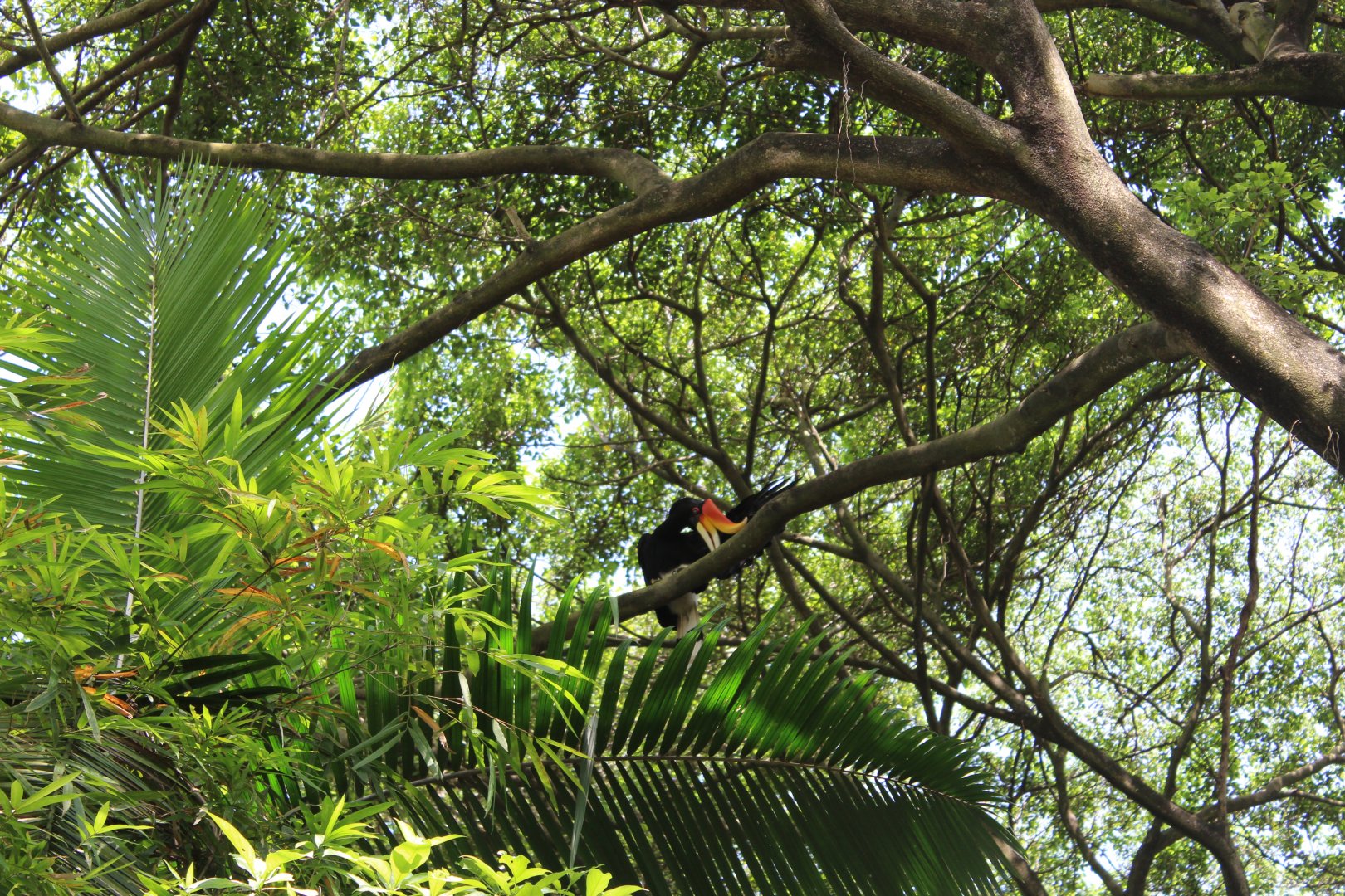 Malayan hornbill
