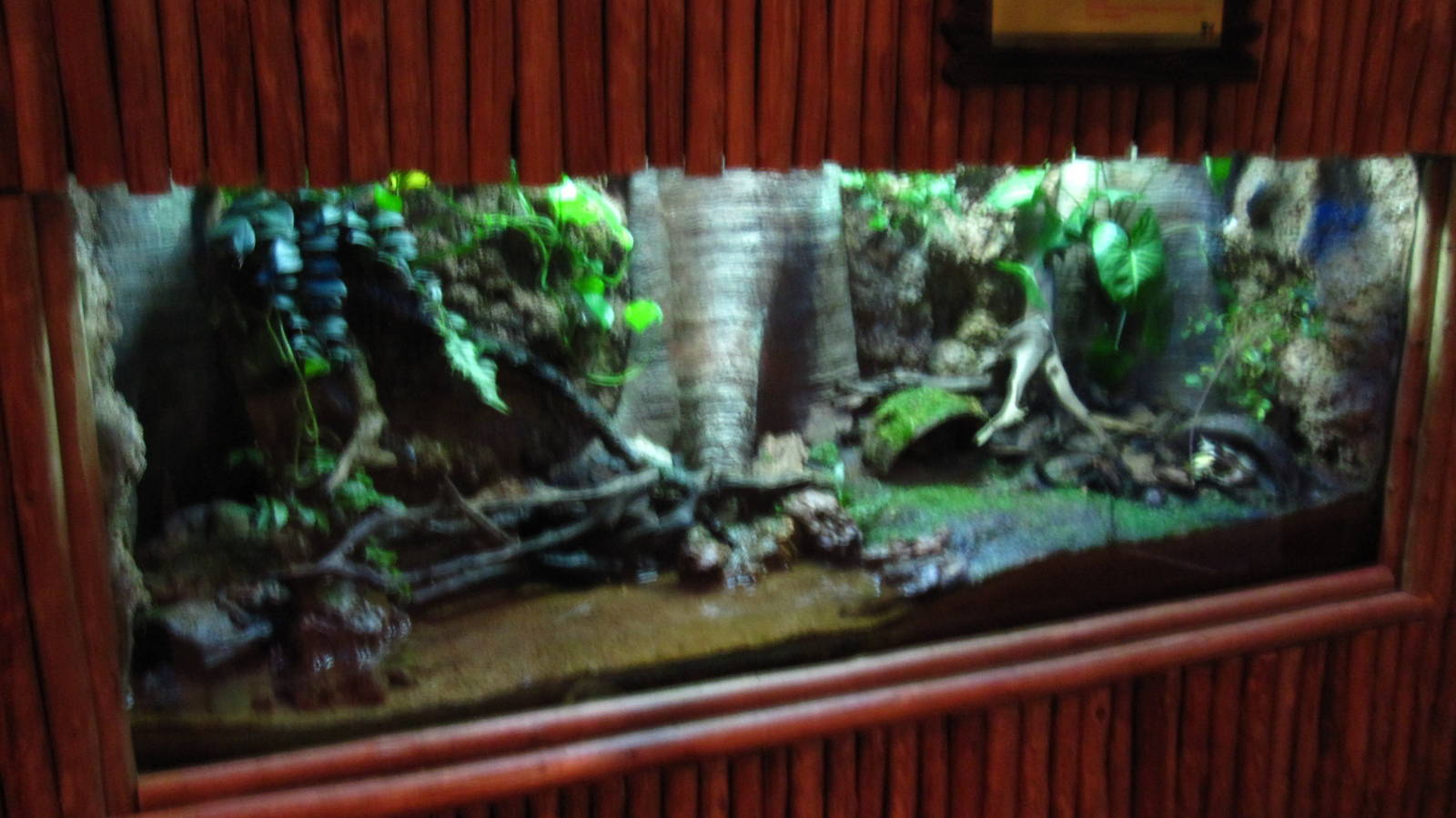 Malayan Horned Frog display, Fragile Forest Discovery Centre, Singapore Zoo