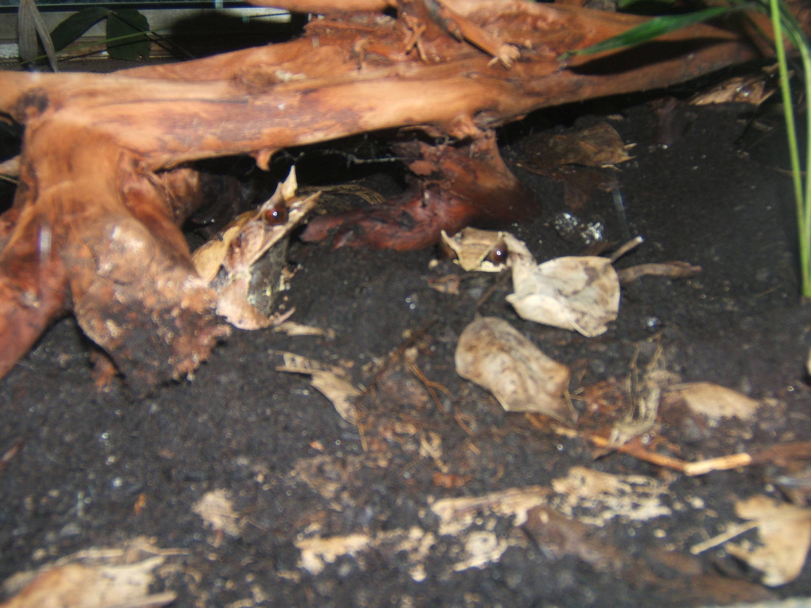 Malayan Horned Frog (Megophrys nasuta)