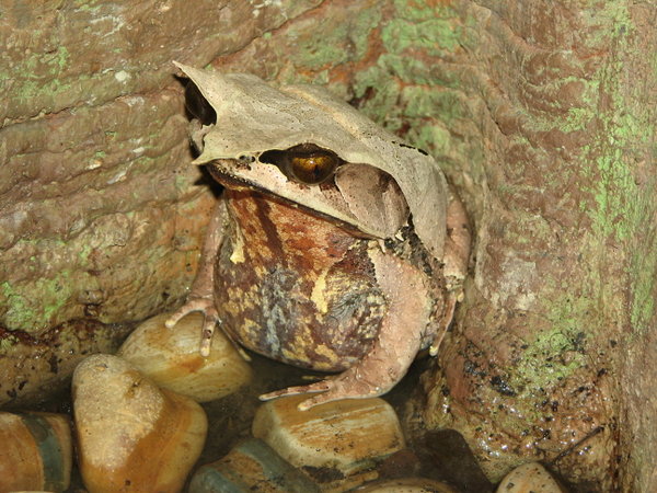 Malayan Horned Frog, Singapore Zoo