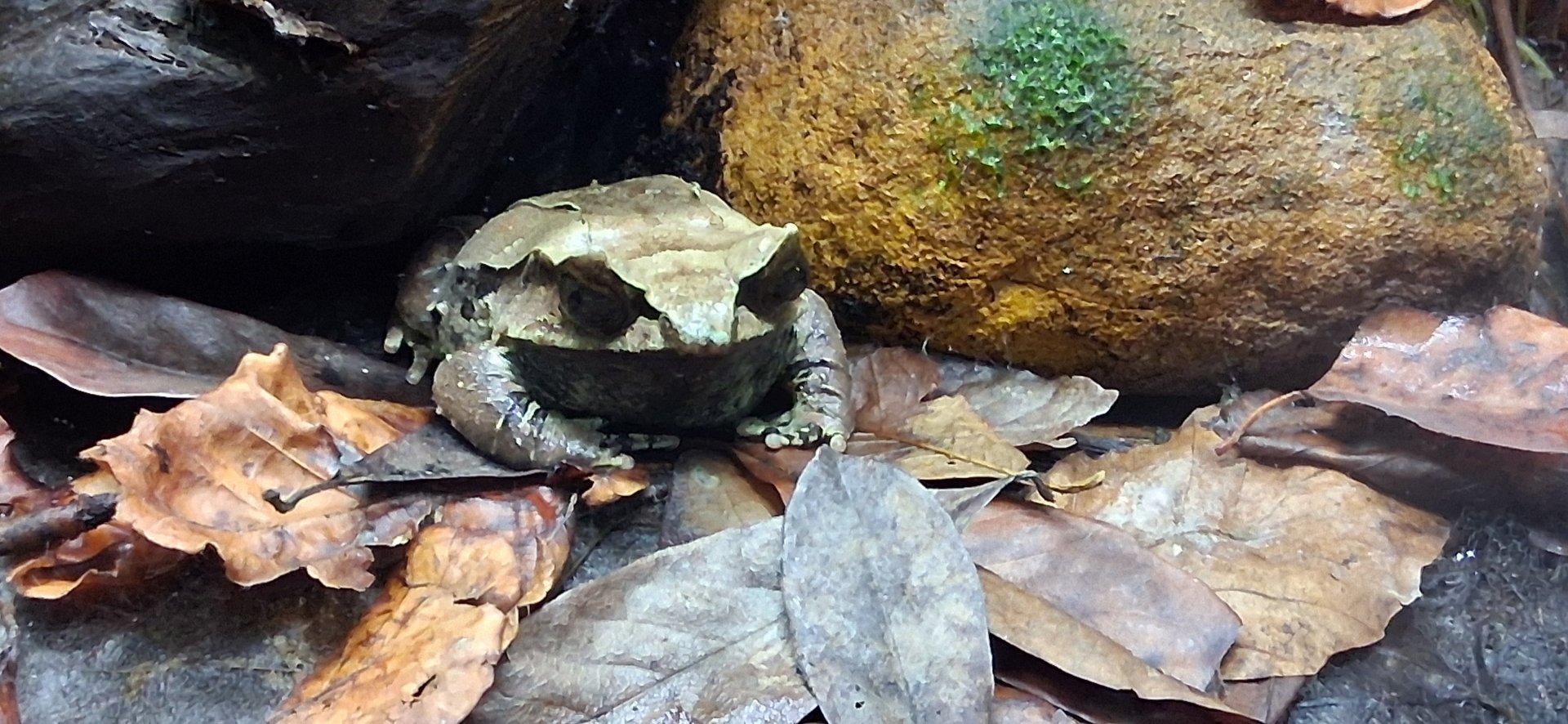 Malayan horned frog