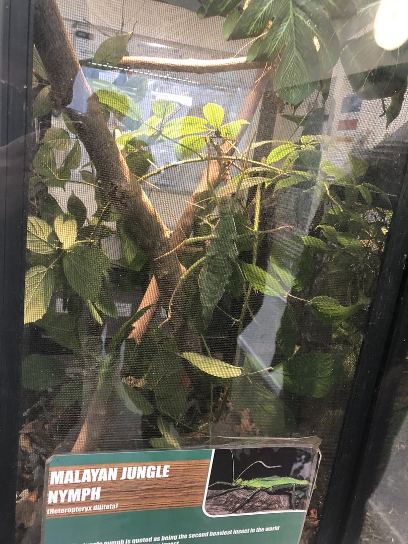 Malayan Jungle Nymph at Ponderosa Zoo (October 2022)