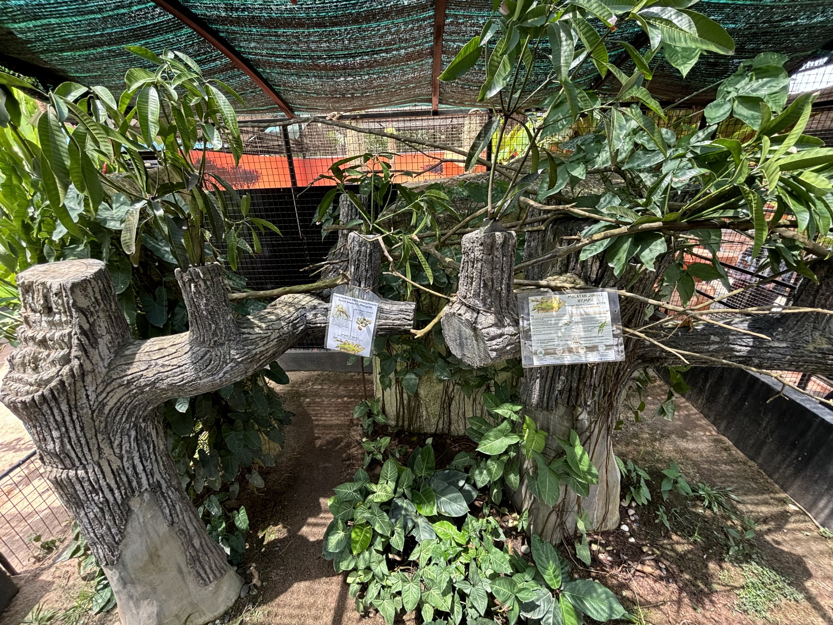 Malayan Jungle Nymph Exhibit (open-topped)