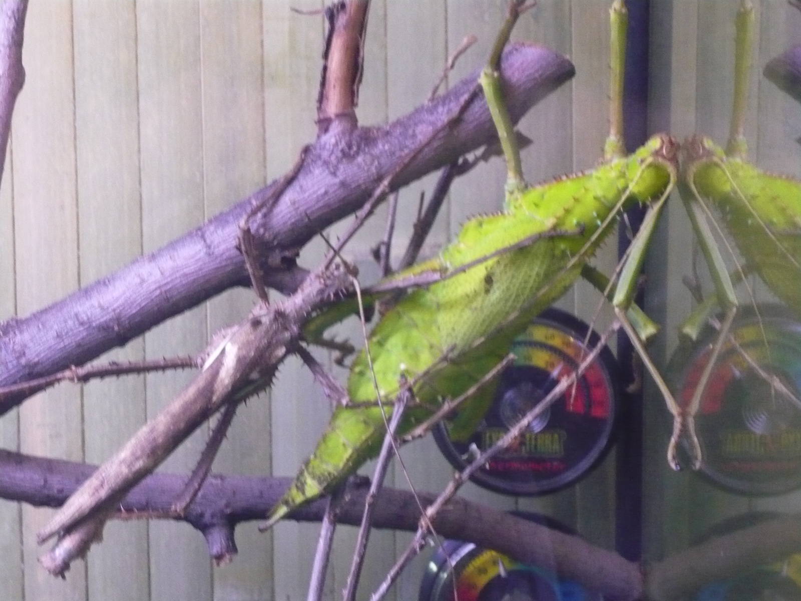 Malayan jungle nymph (Heteropteryx dilatata)