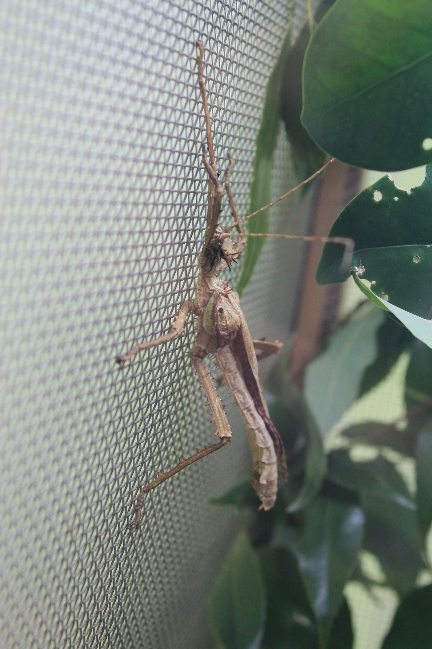 Malayan Jungle Nymph (Heteropteryx dilatata)