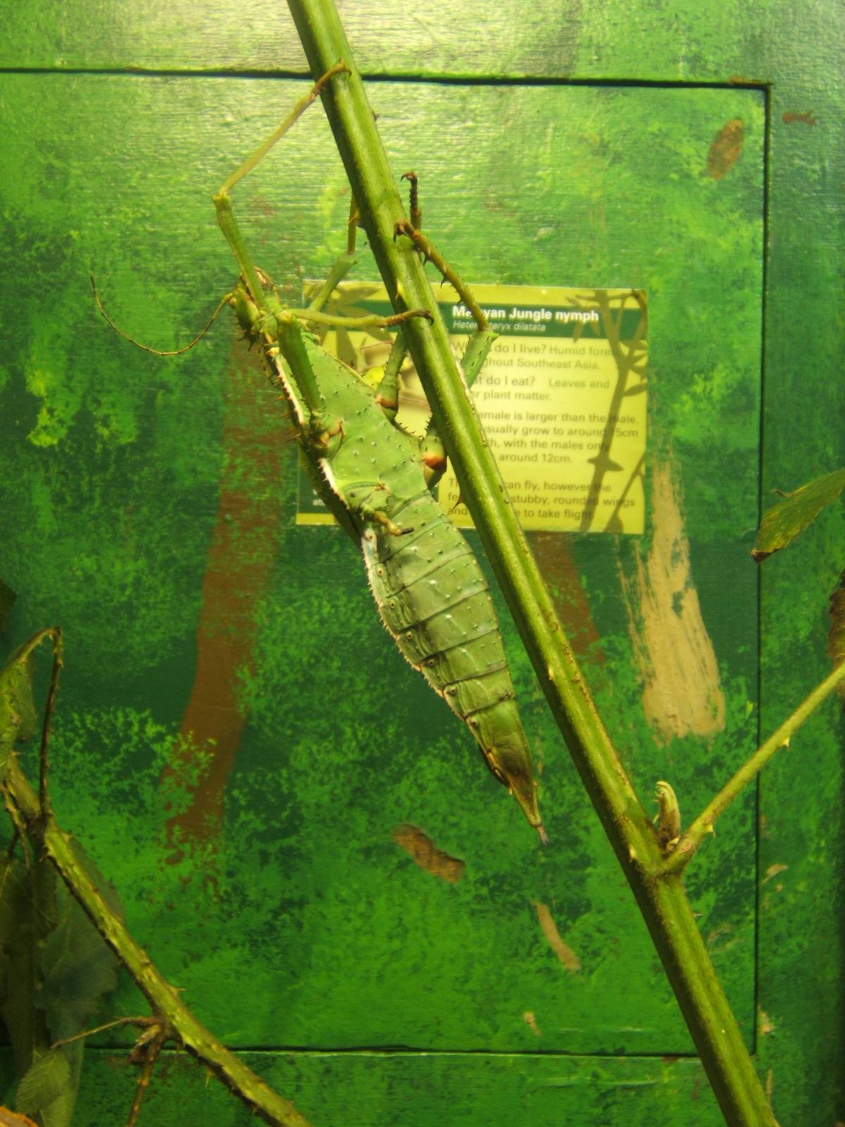 Malayan Jungle Nymph