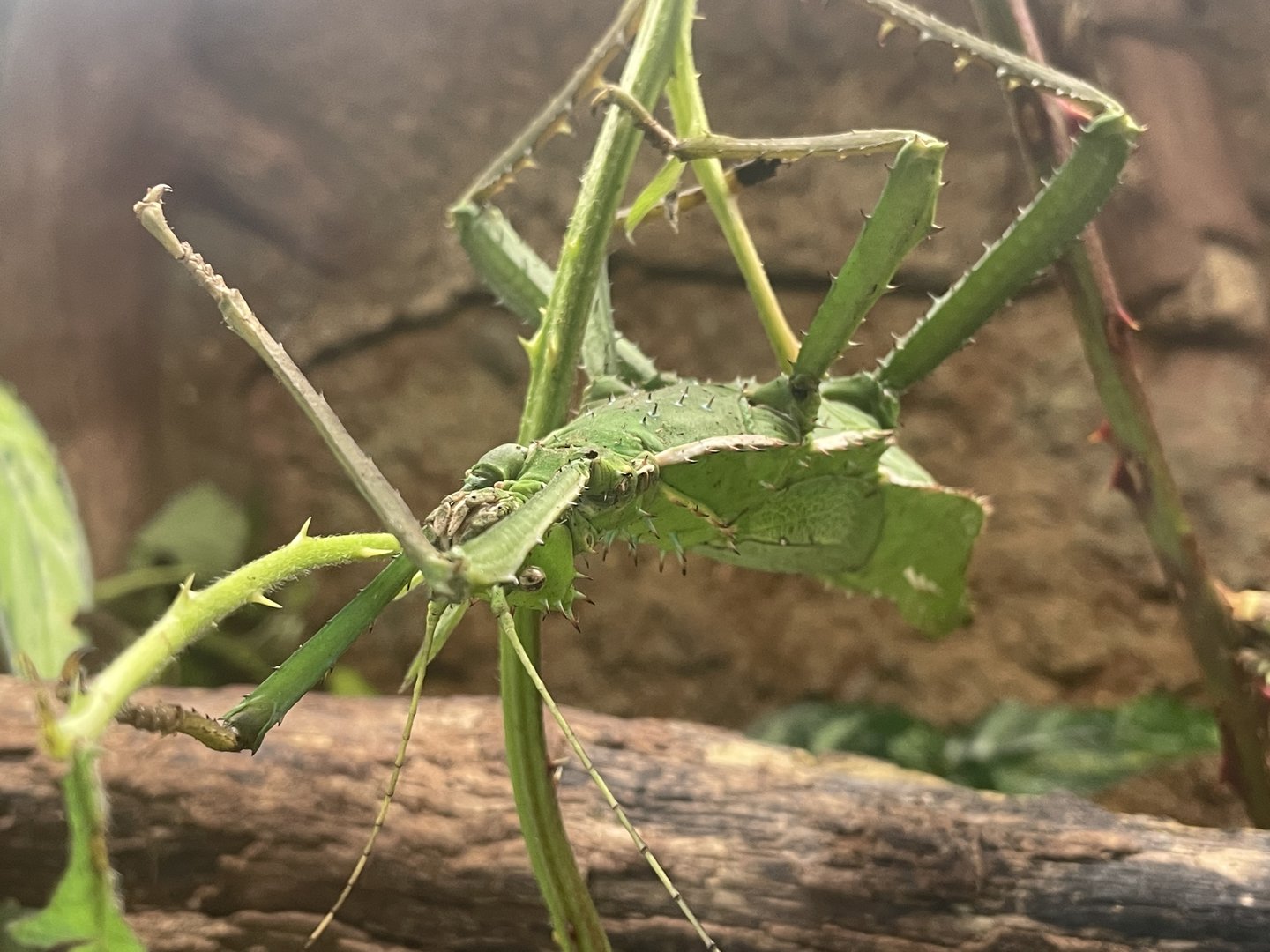 Malayan Jungle Nymph