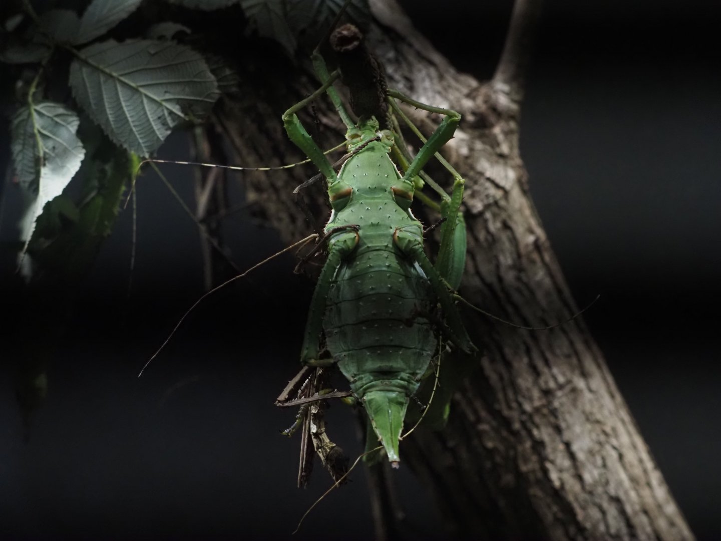Malayan Jungle Nymph
