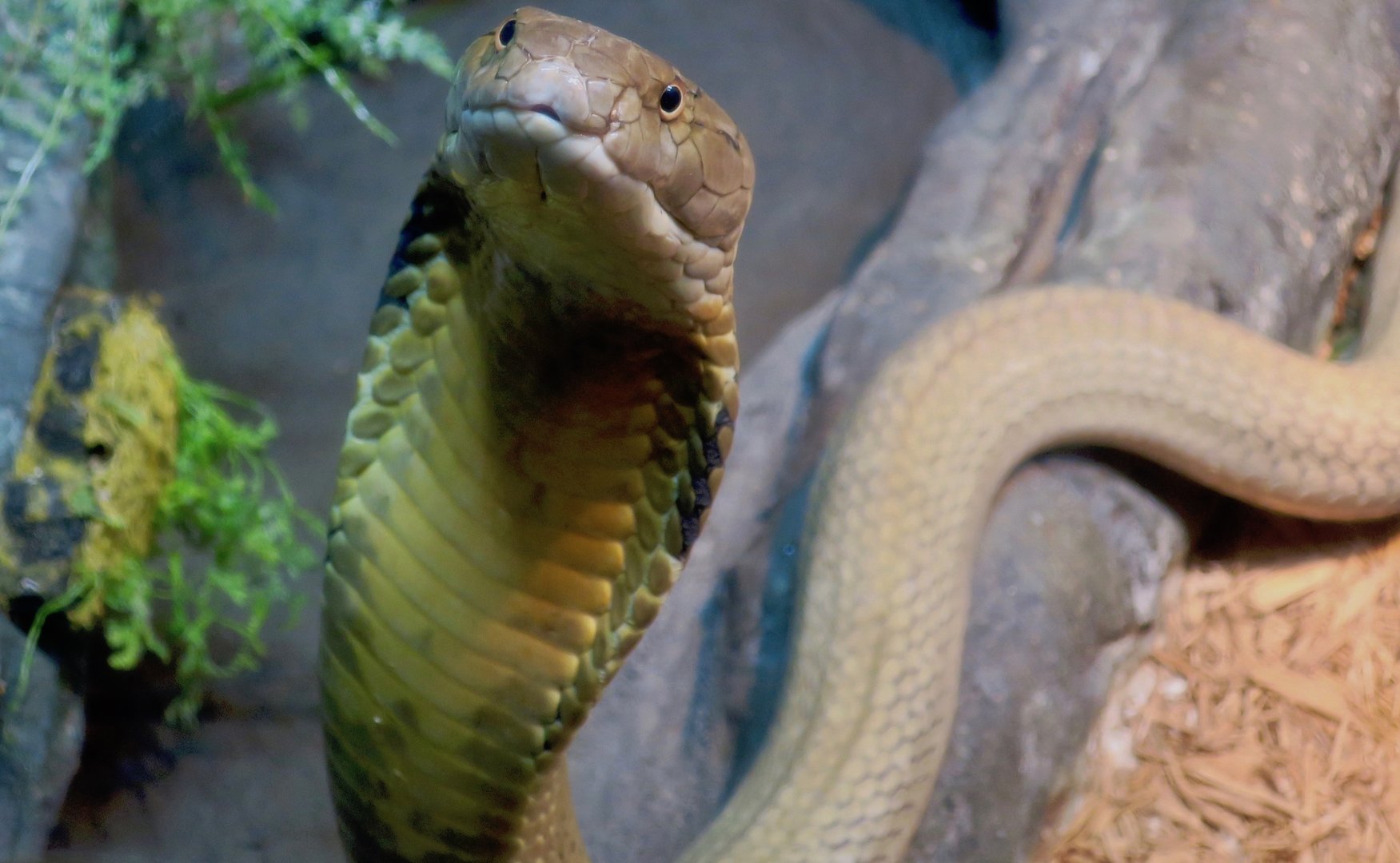 Malayan King Cobra (Ophiophagus hannah)