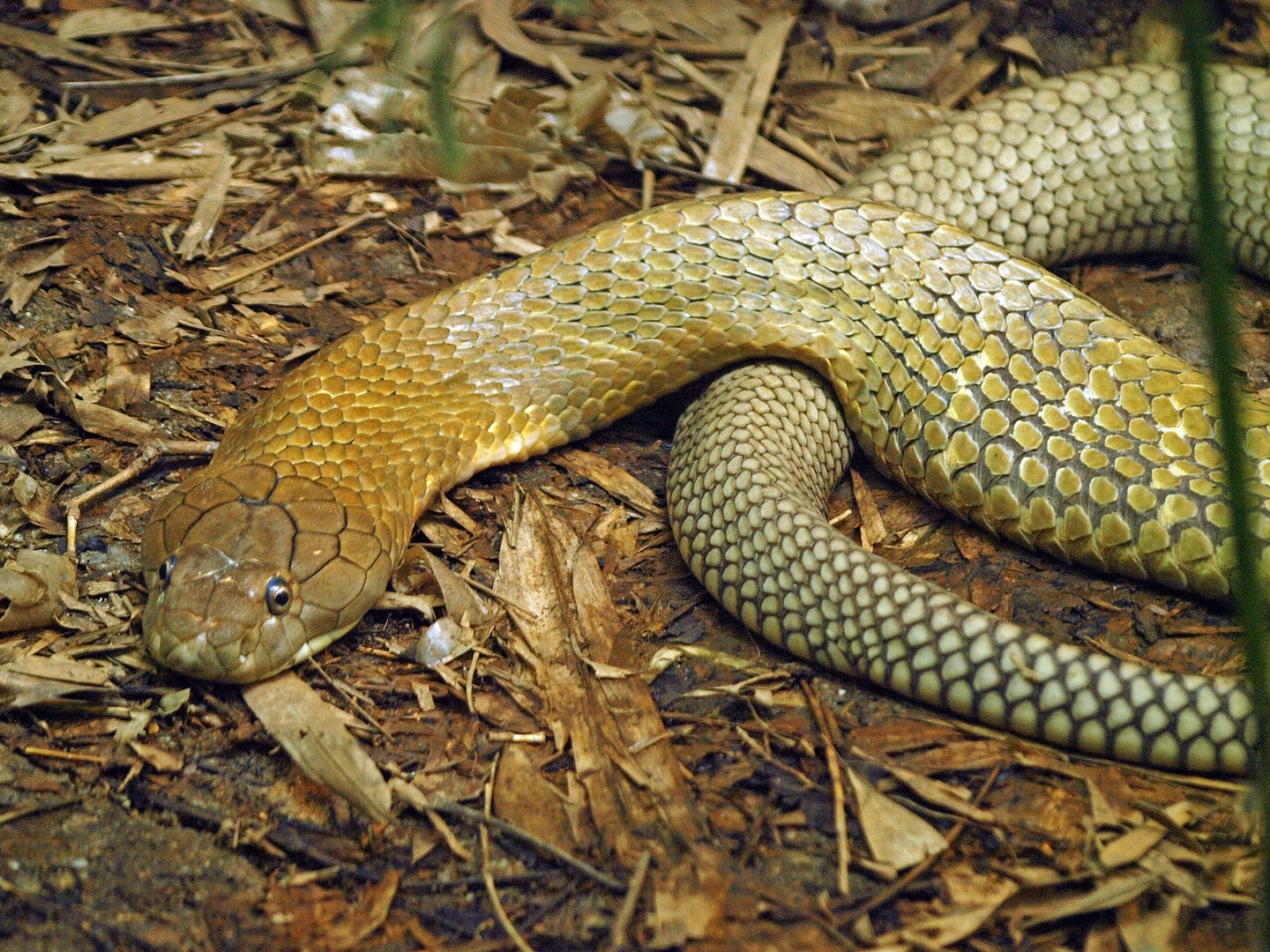 Malayan king cobra