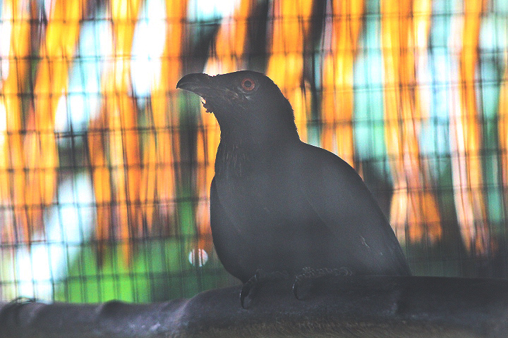 Malayan koel (Eudynamys scolopaceus malayanus)