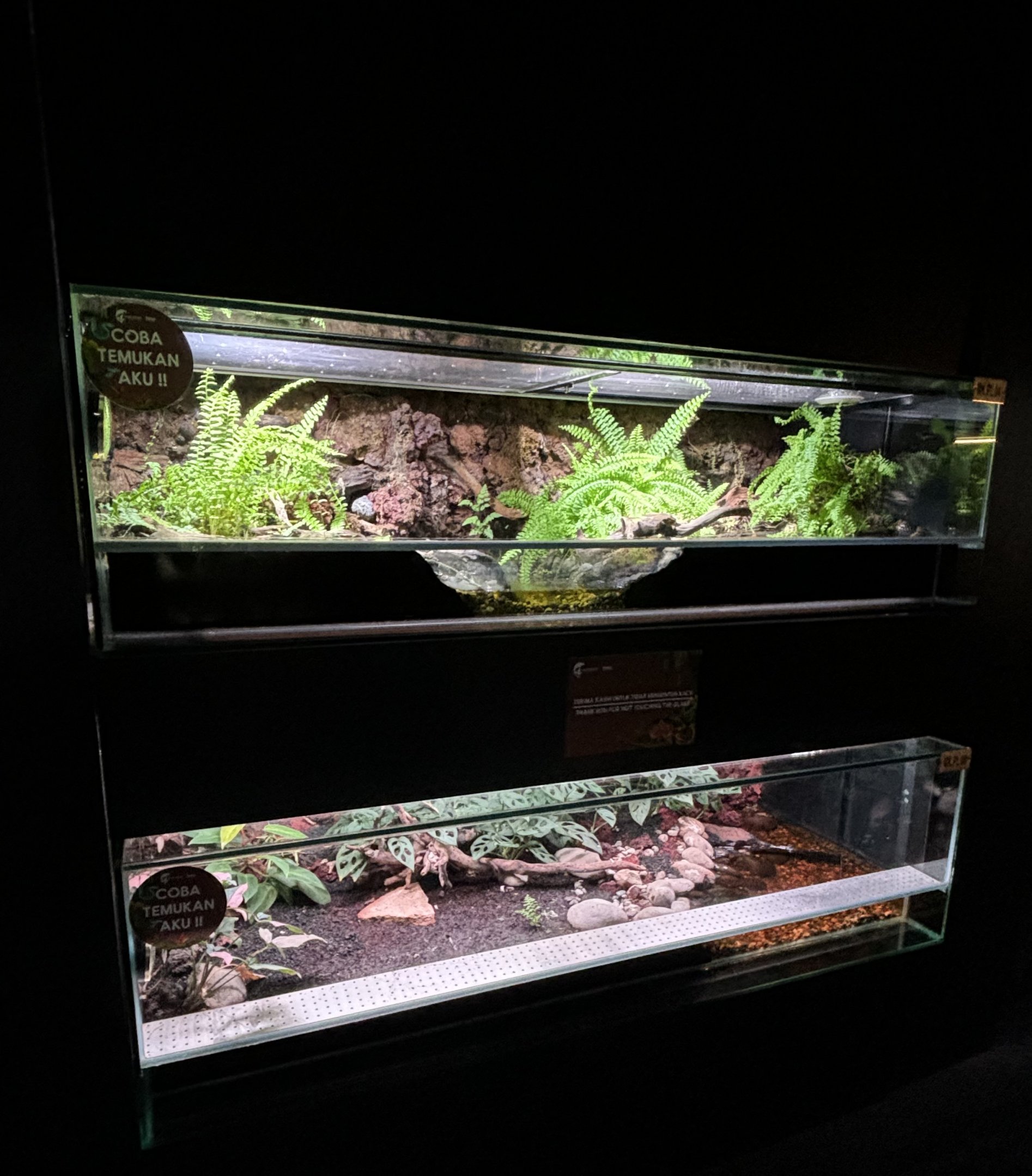 Malayan Krait + Banded Krait Exhibits