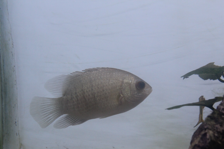 Malayan leaffish (Pristolepis fasciata)