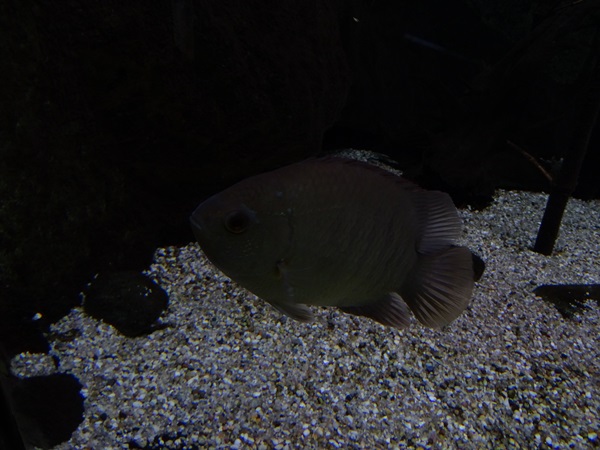 Malayan leaffish (Pristolepis fasciata)