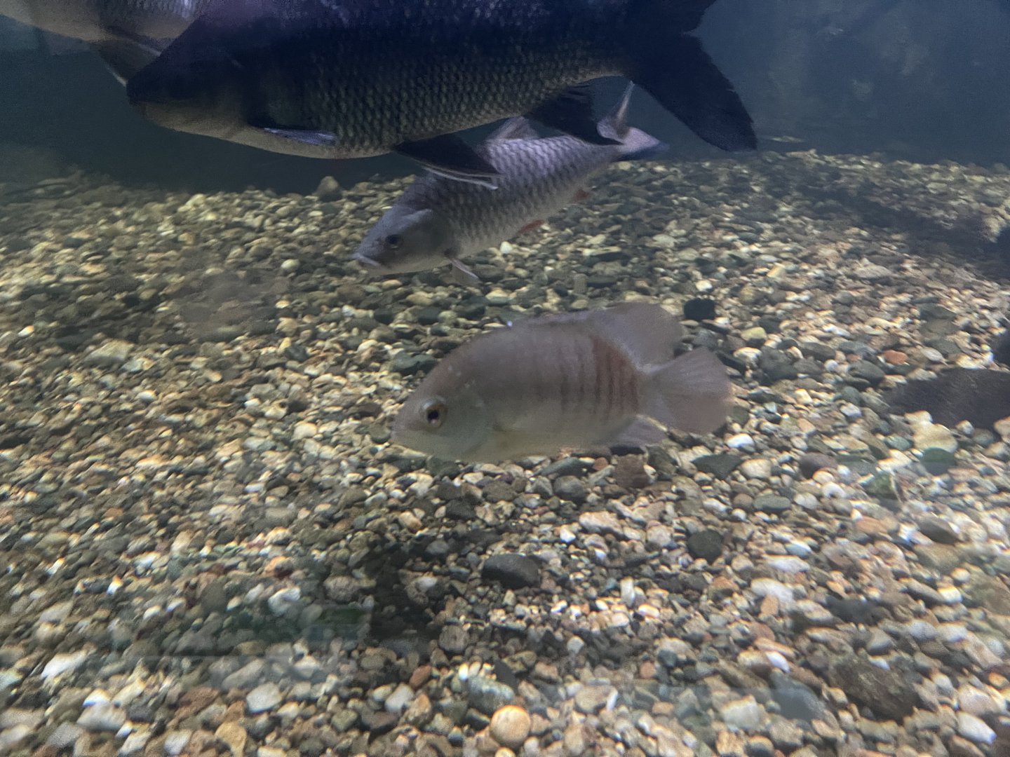 malayan leaffish (pristolepis fasciatus) - dunia air tawar