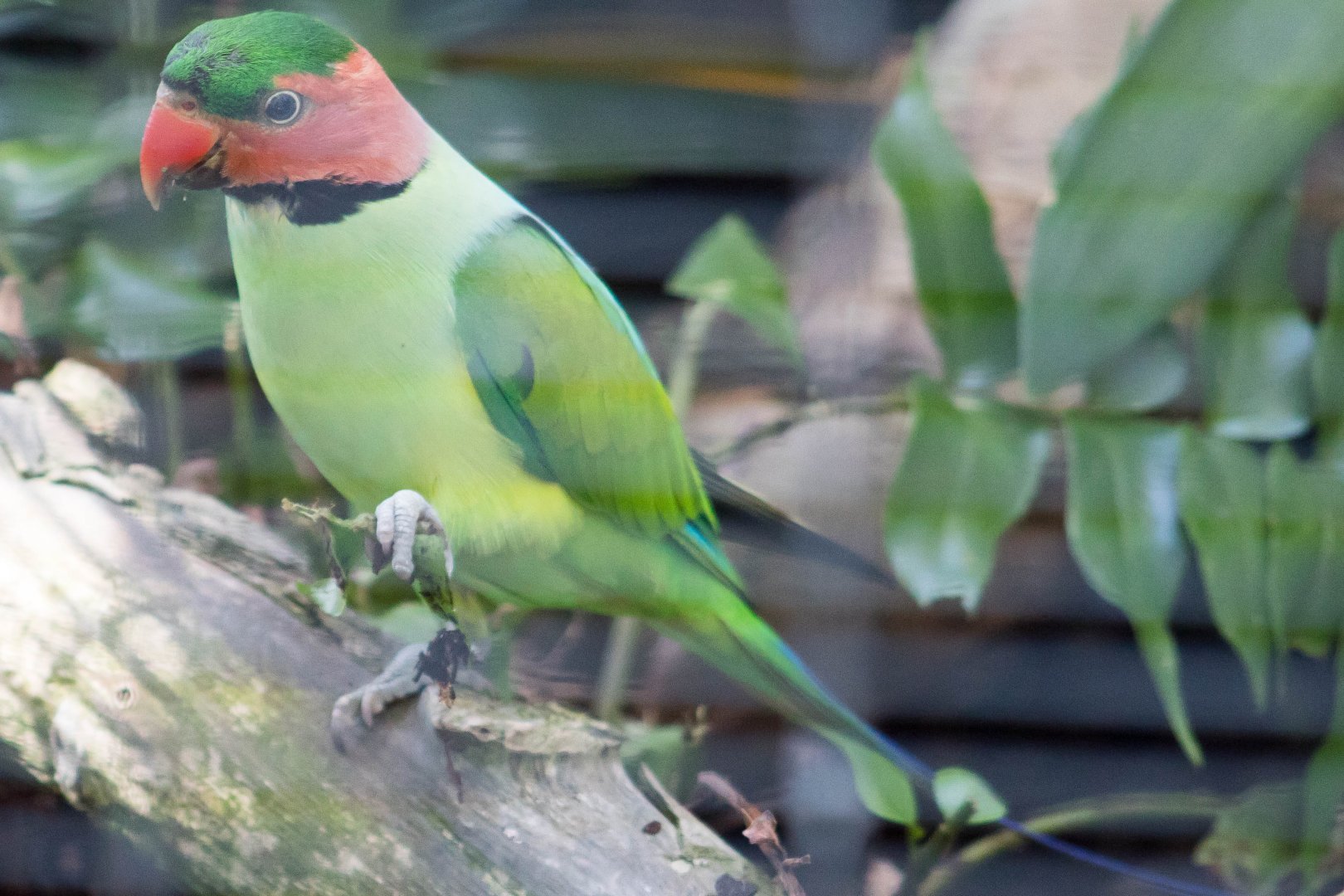 Malayan long-tailed parakeet