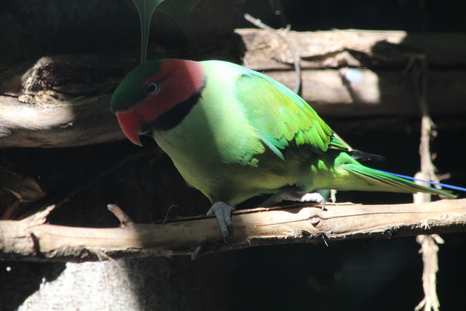 Malayan Long-tailed Parakeet