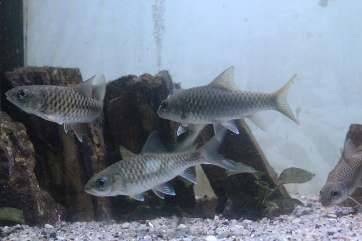 Malayan mahseer (Tor tambroides)