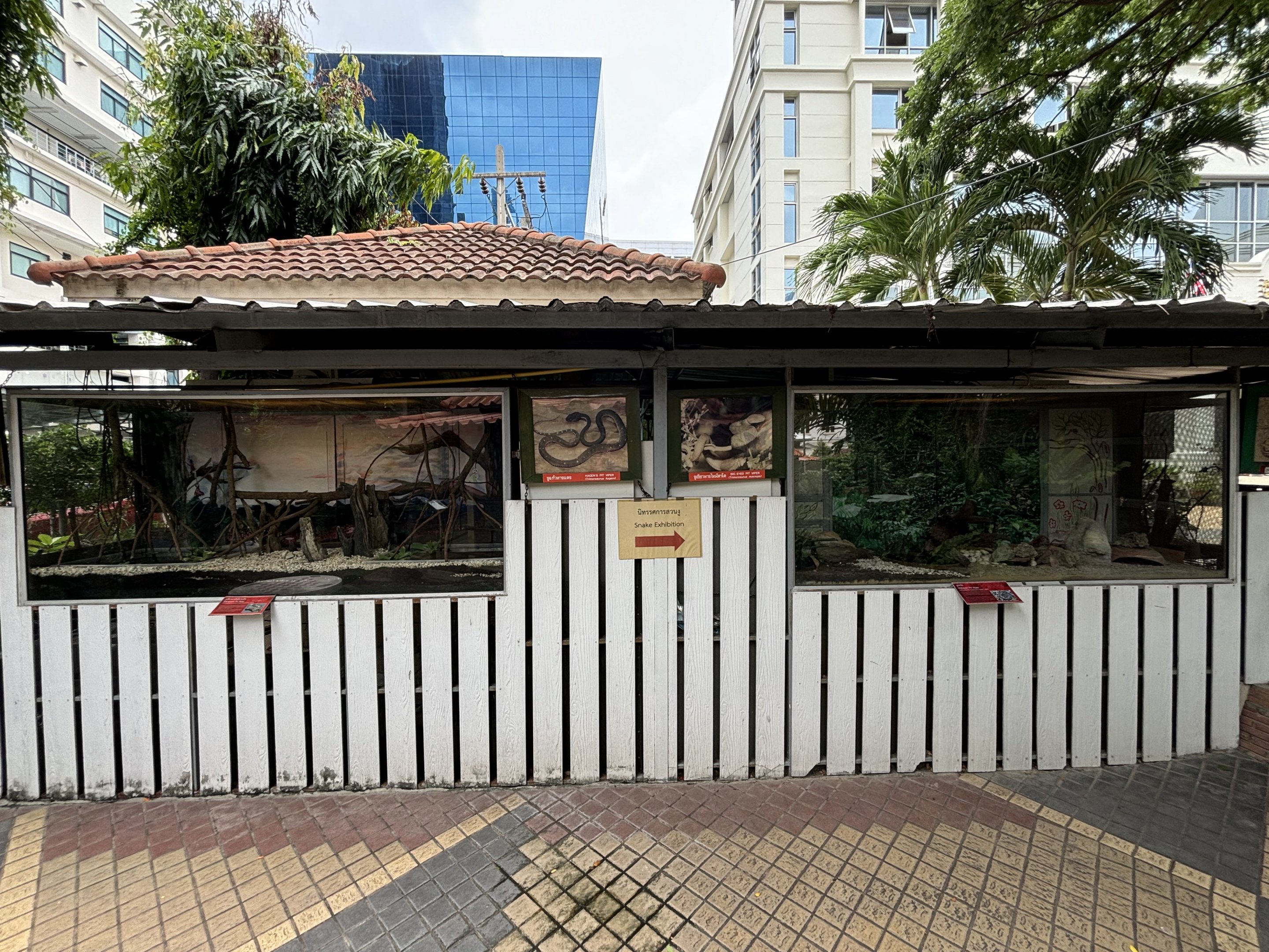 Malayan + Mangrove Pit Viper Exhibits