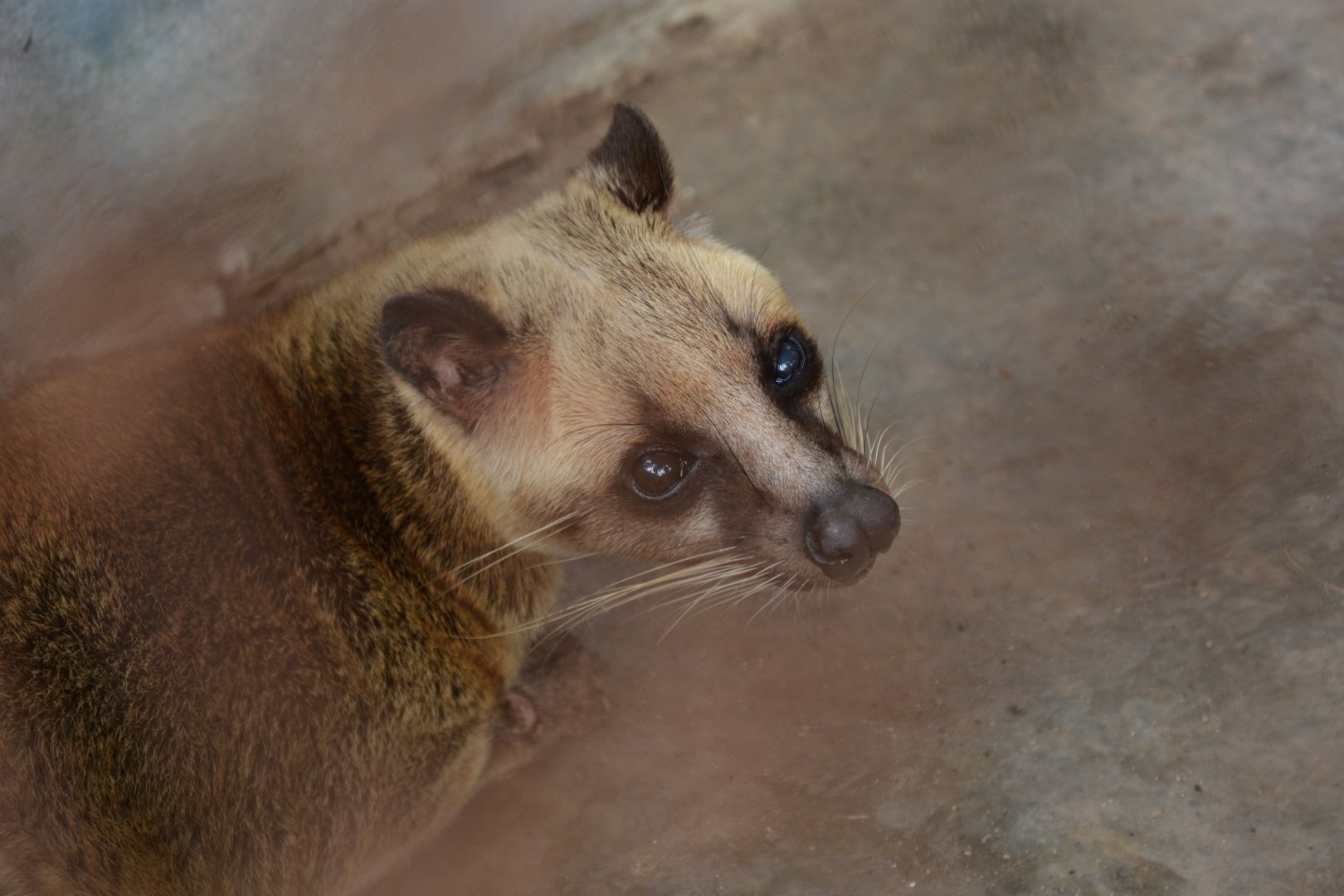 Malayan masked palm civet (Paguma larvata annectens)
