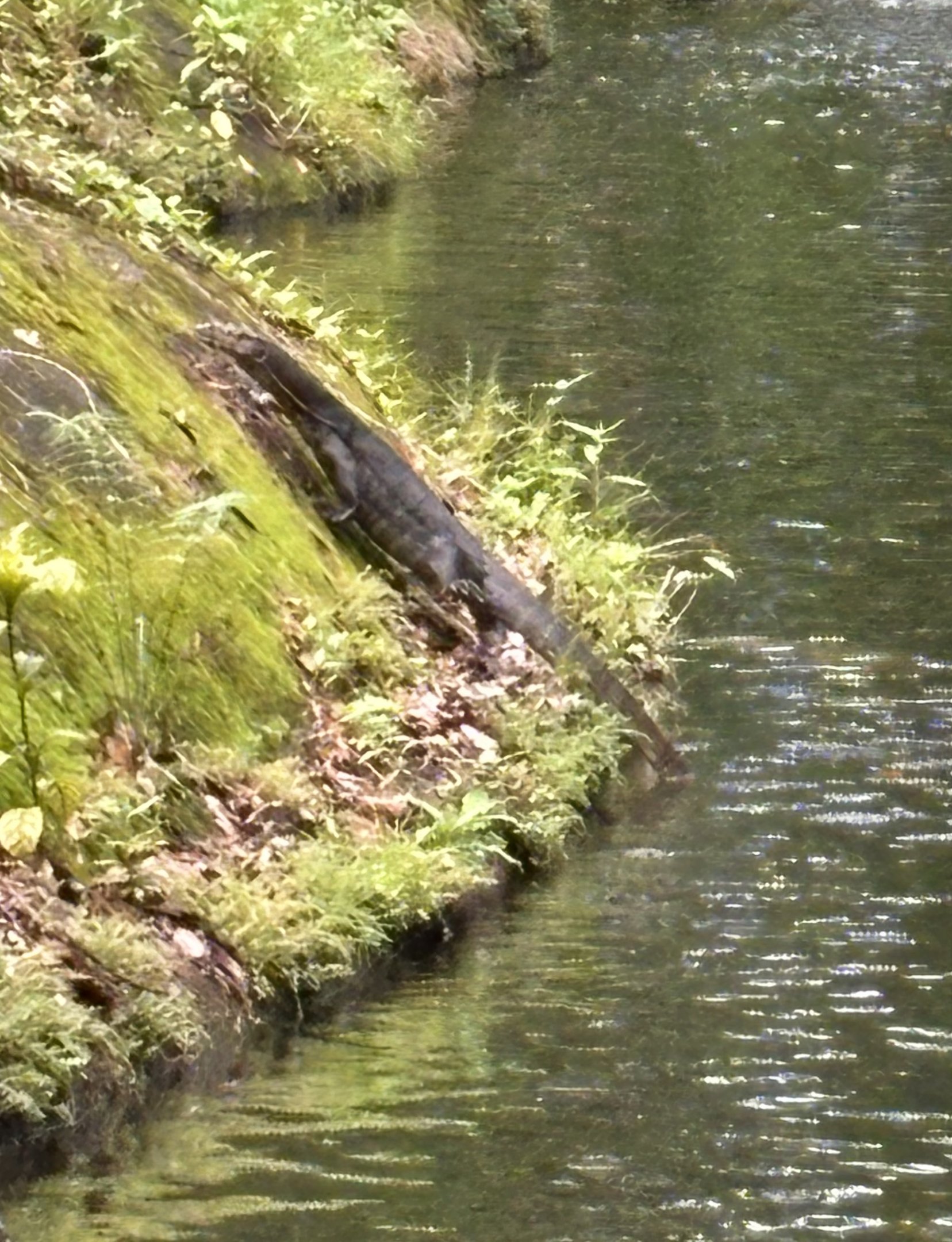 Malayan Monitor - wild!