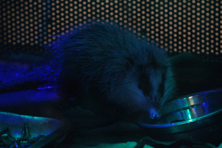 Malayan moonrat (Echinosorex gymnura gymnura) eating