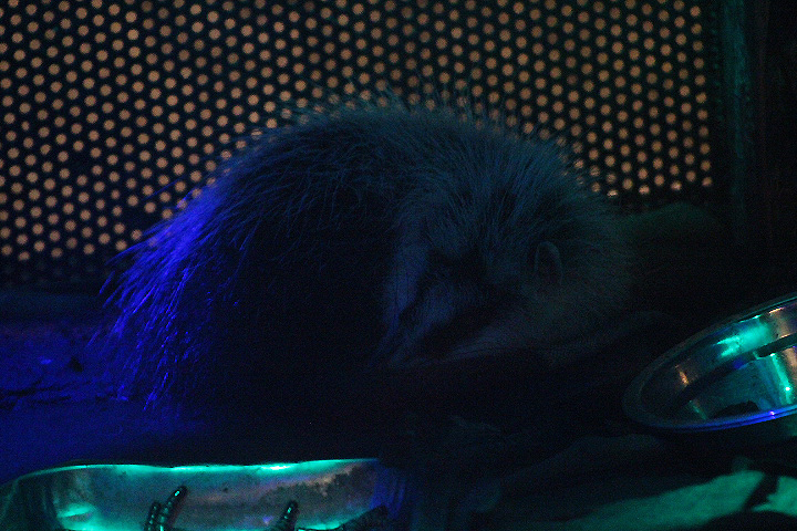 Malayan moonrat (Echinosorex gymnura gymnura) sleeping