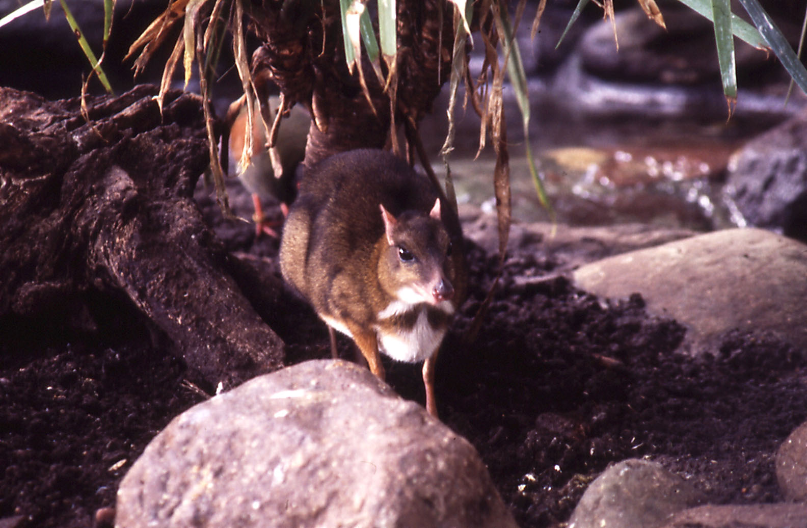 Malayan Mouse Deer