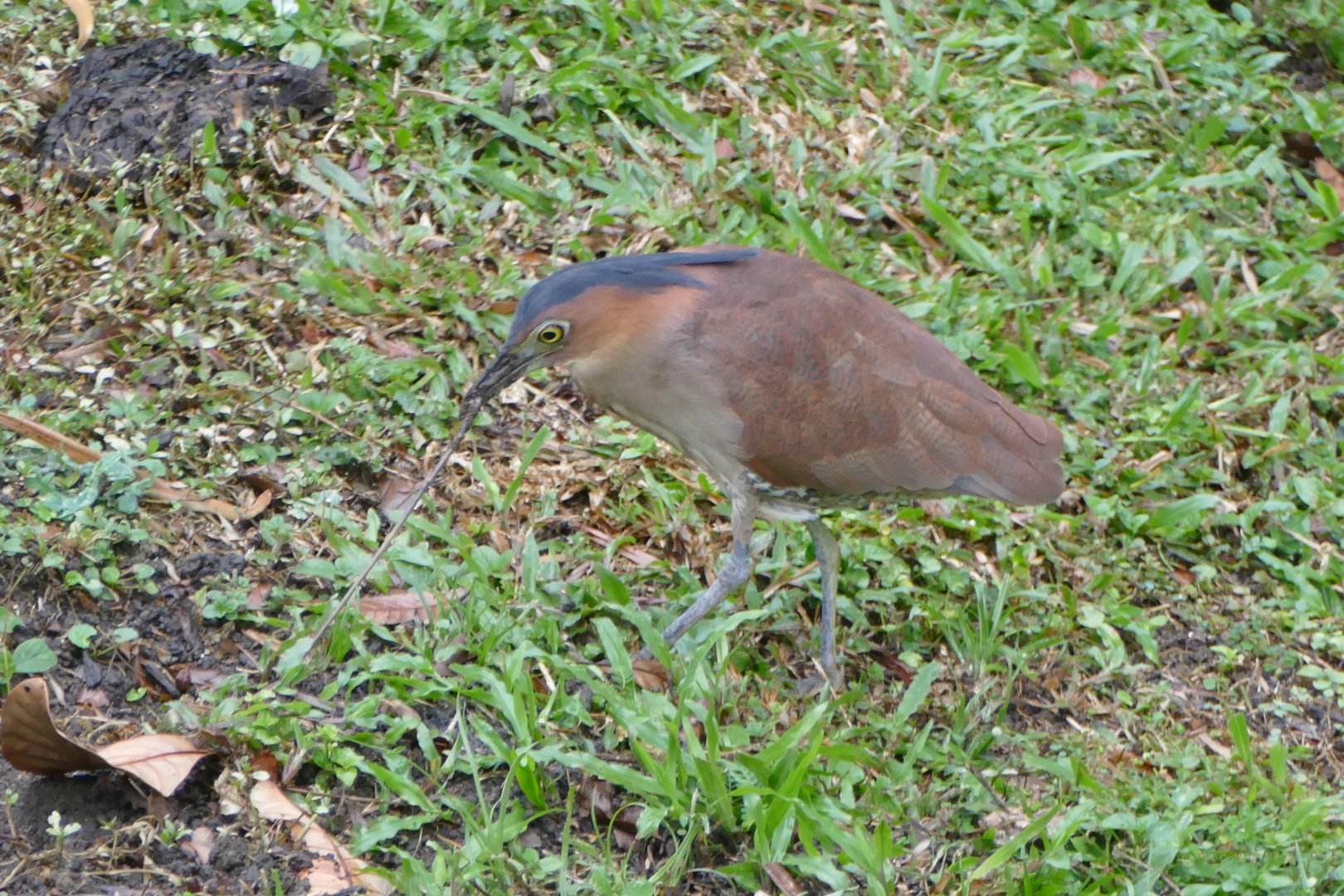 Malayan Night-heron eating a worm