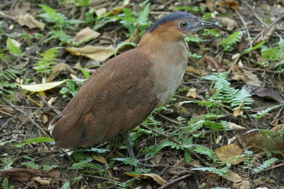 Malayan Night Heron (Gorsachius melanolophus)