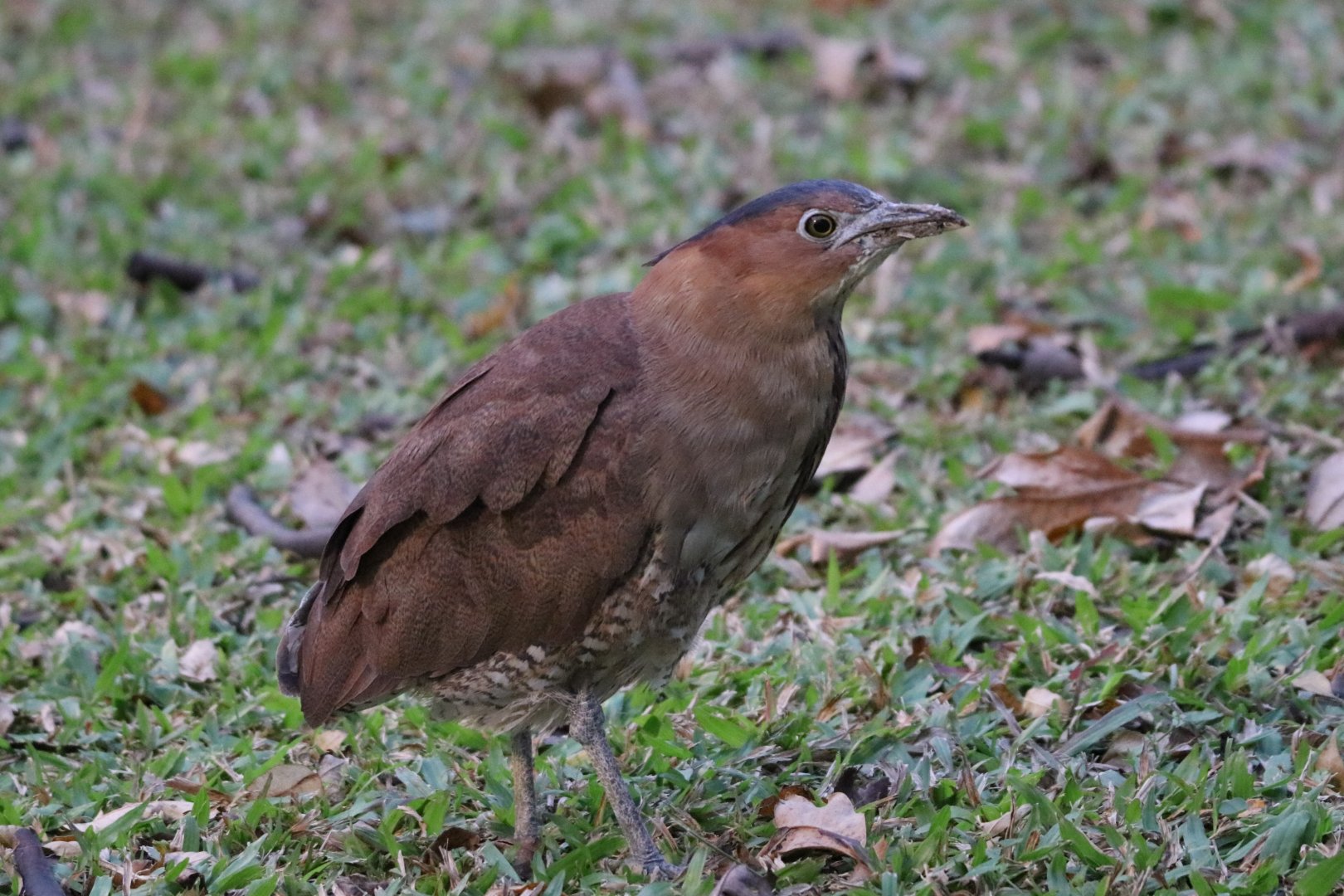 Malayan Night Heron (Gorsachius melanolophus)