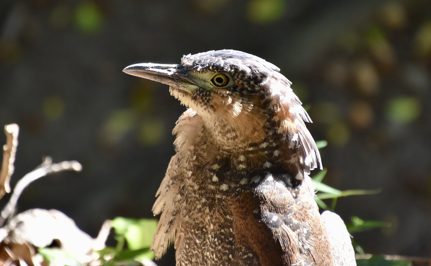Malayan Night Heron (Gorsachius melanophus)