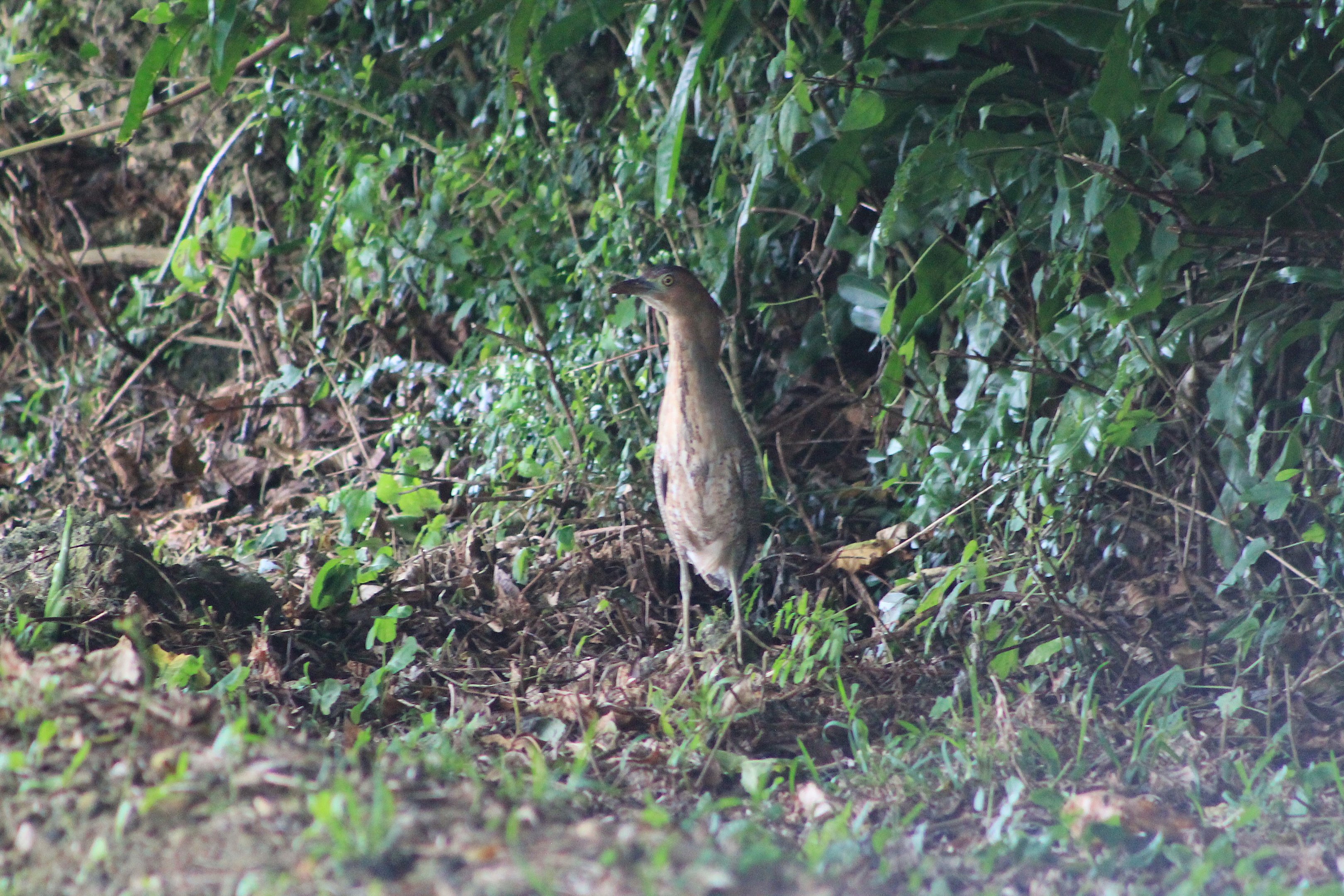 Malayan Night Heron (Gorsarchius melanolophus)